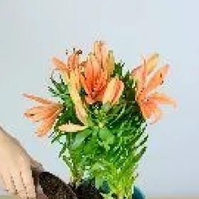 一朝痴梦的头像