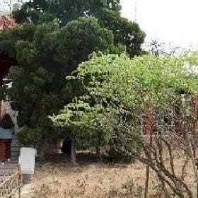 陌上清烟的头像