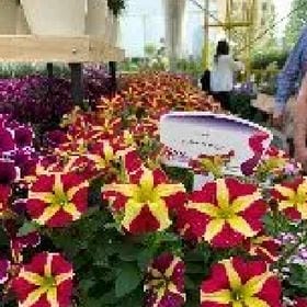 久违的晚安的头像