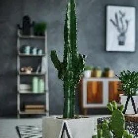 断桥残雪的头像