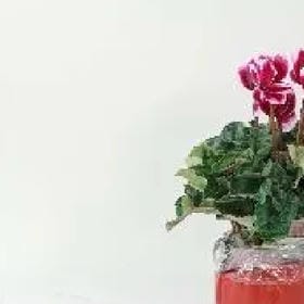 恋上猫的鱼的头像