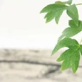 猫巷女王的头像