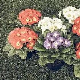 干净没朋友的头像