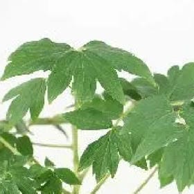 缘字决的头像