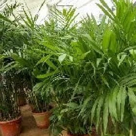 柚绿时光的头像