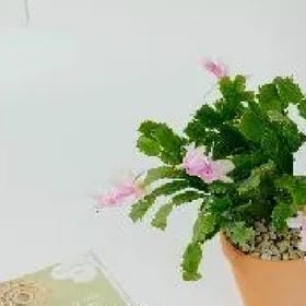 梦斑驳的头像