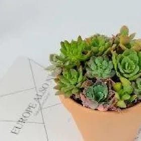 吴秀菁的头像
