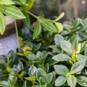 眉间朱砂的头像