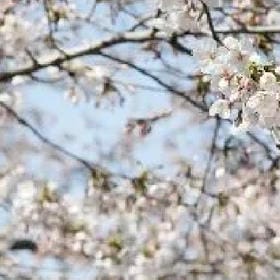 阡陌花开的头像