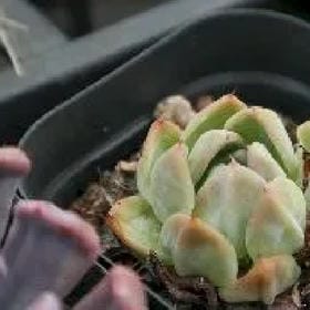 vera的头像