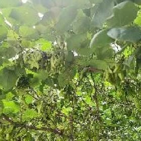 林钰茜的头像